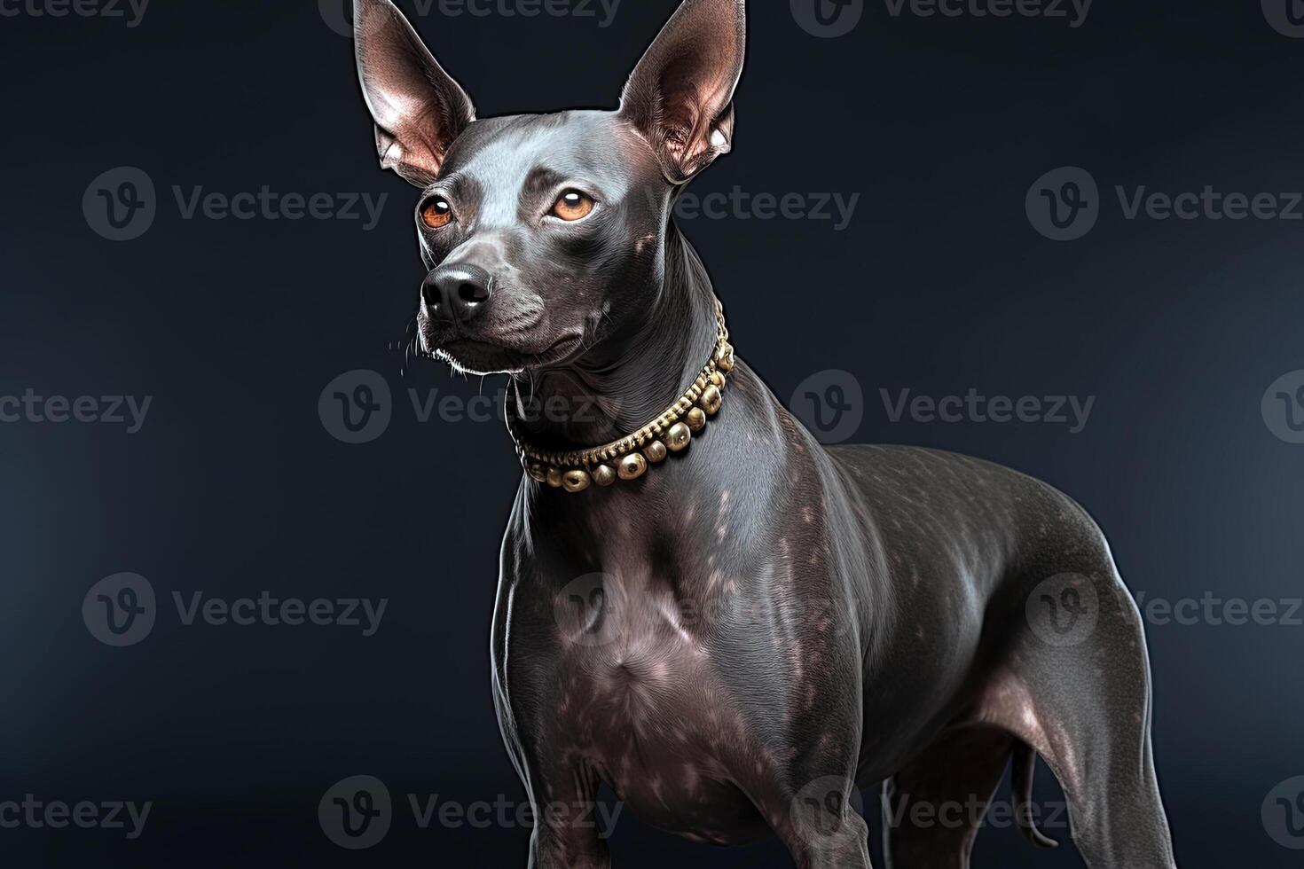 AI generated Xoloitzcuintli naked Mexican dog on a black background. Ai art photo
