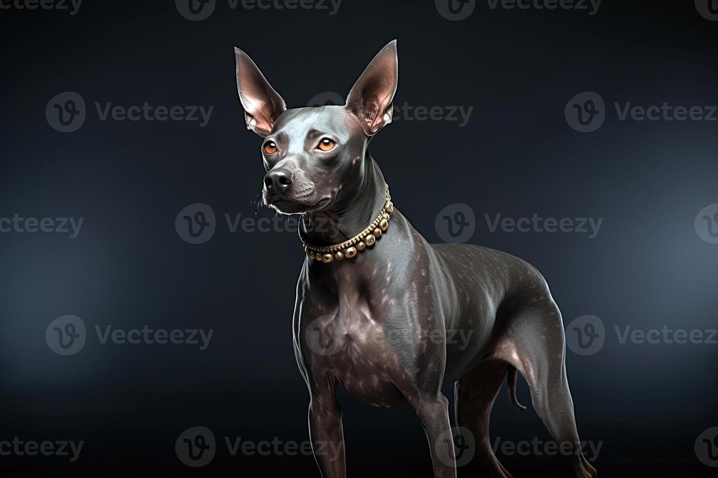 AI generated Xoloitzcuintli naked Mexican dog on a black background. Ai art photo