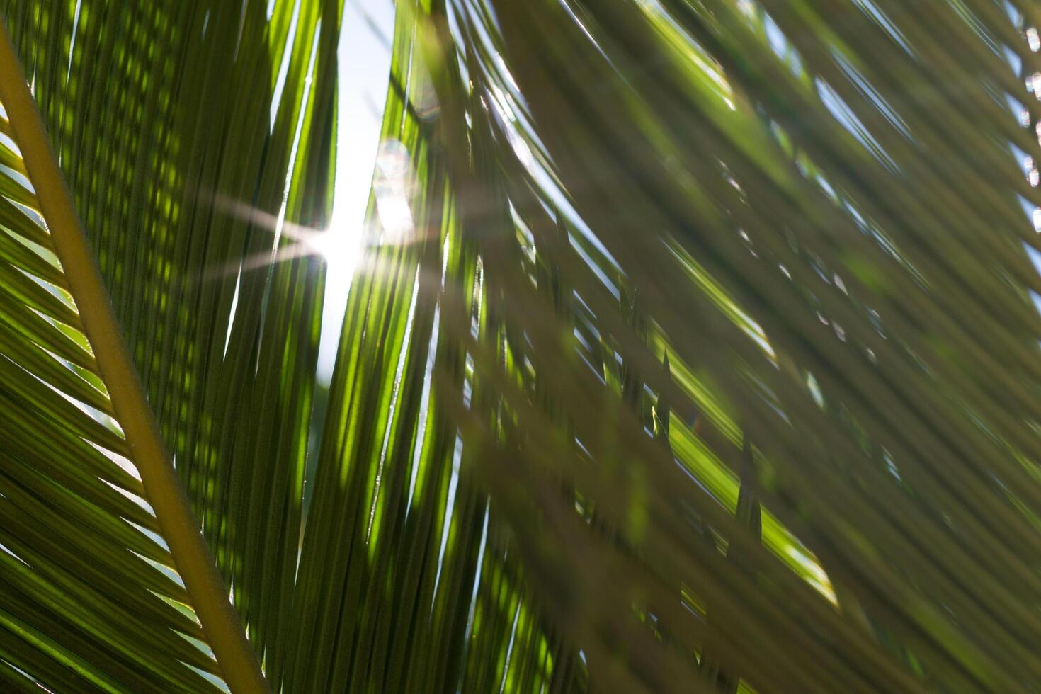 Palm trees with their leafs and branches swinging under the warm light of the sun photo