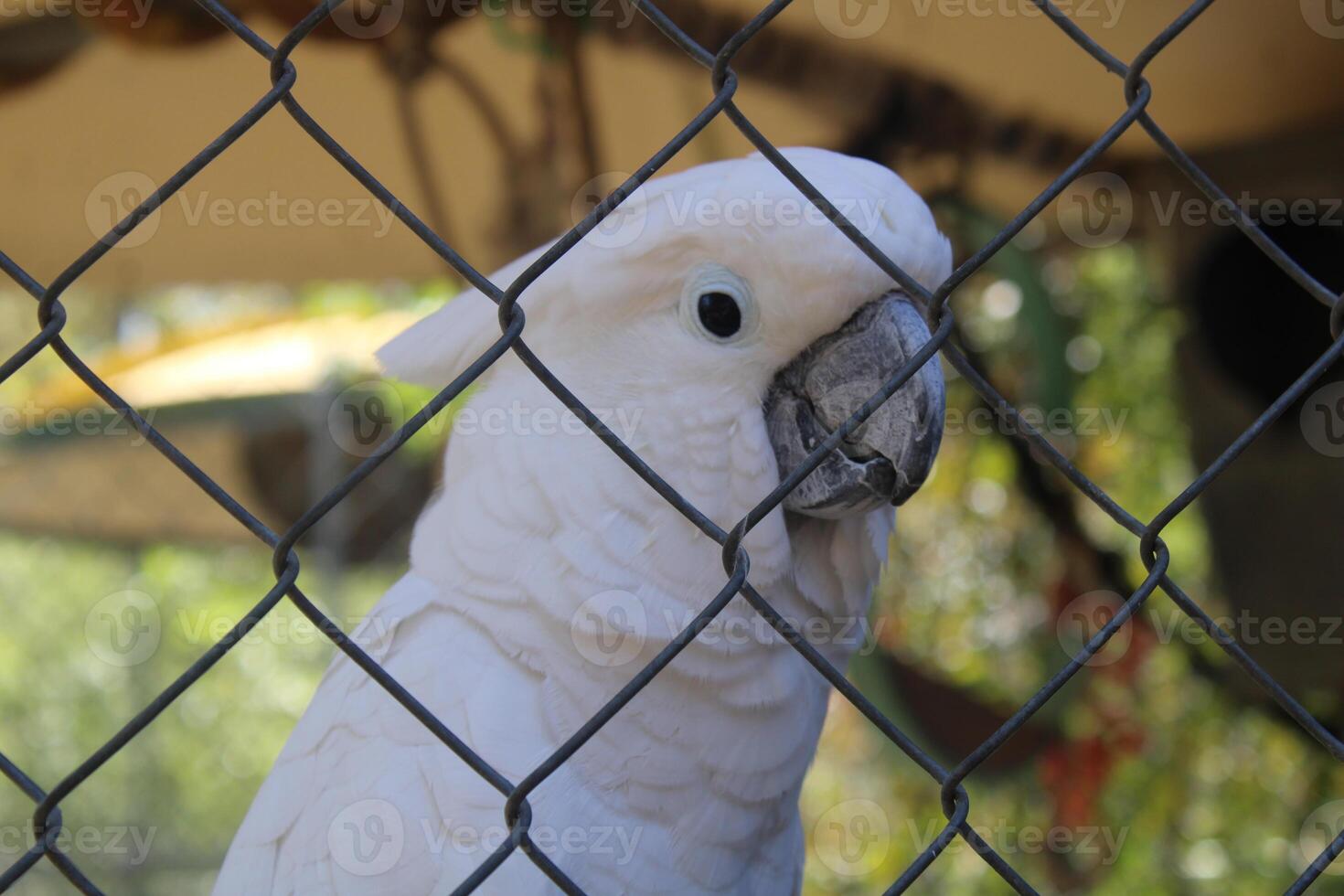 simpático blanco cacatúa pájaro en un jaula a un caricias zoo foto