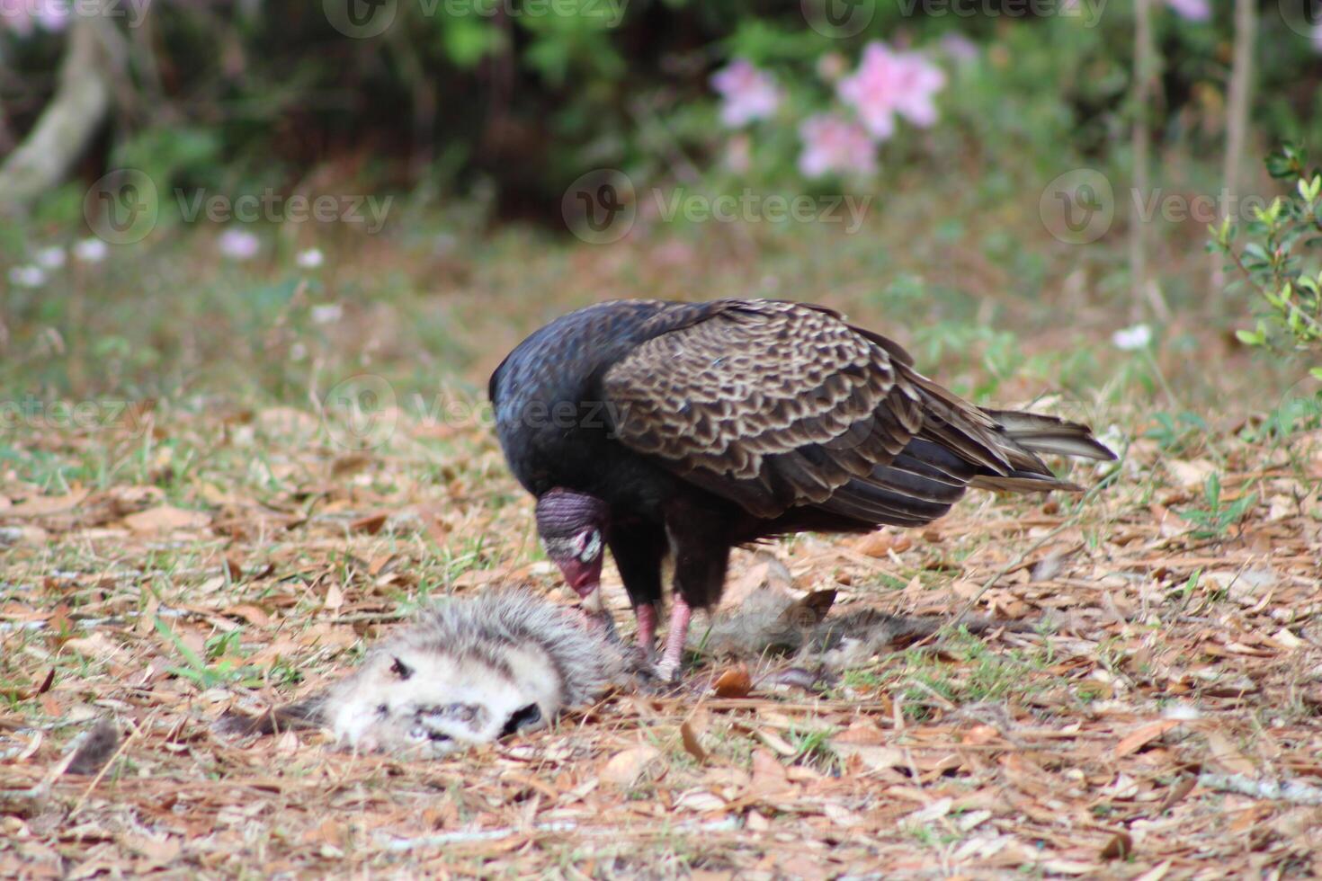 Red Headed Vulture Feeding On RoadKill. photo