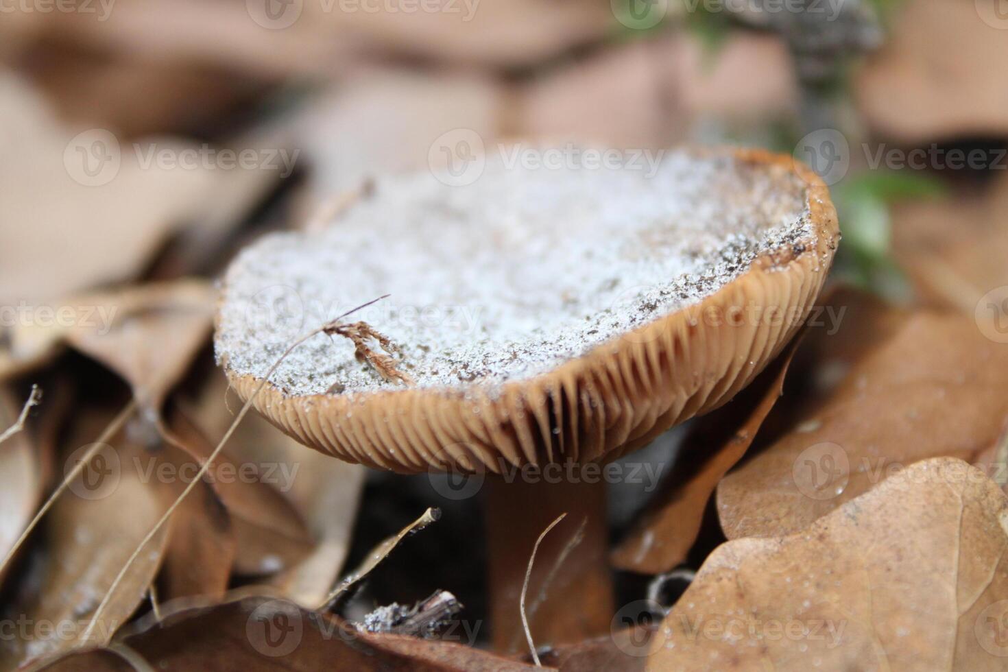 Mushroom Growing Wild On The Forest Floor. photo