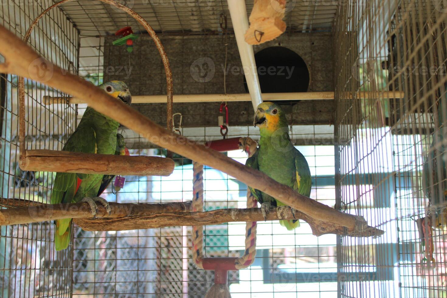 Beautiful Parrot Sitting In A Cage At A Zoo photo