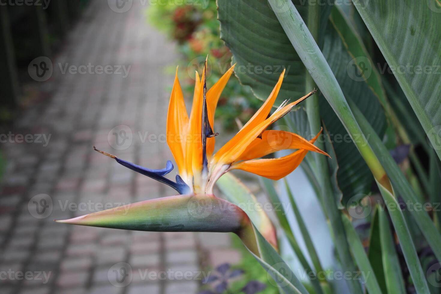 Bird Of Paradise Plant In Full Bloom photo