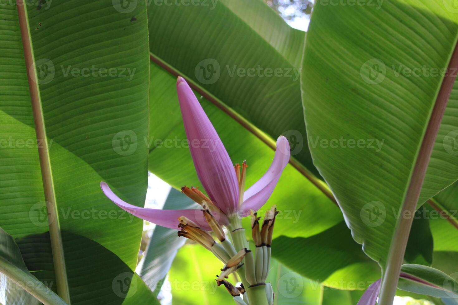 Banana Fruit Tree Blooming In The Summer. photo