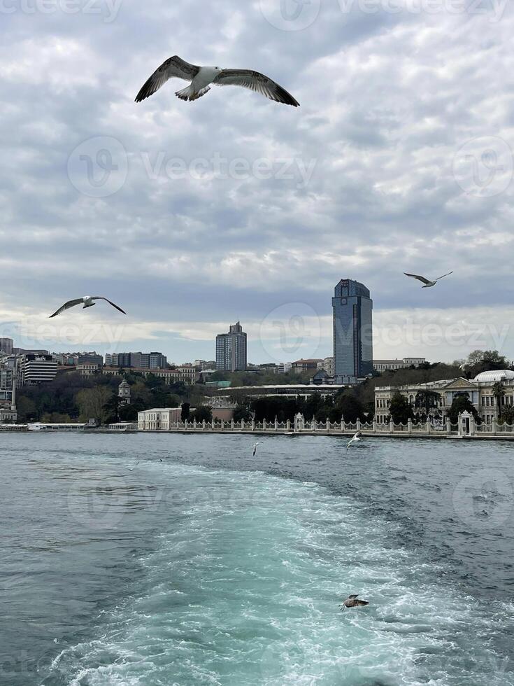 Seagull flying over the Bosphorus with Istanbul in the background, Turkey photo