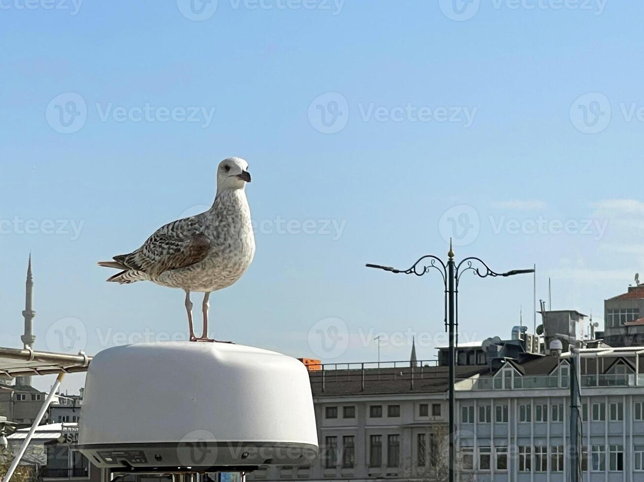 Seagull sitting on a boat in the port of Istanbul photo