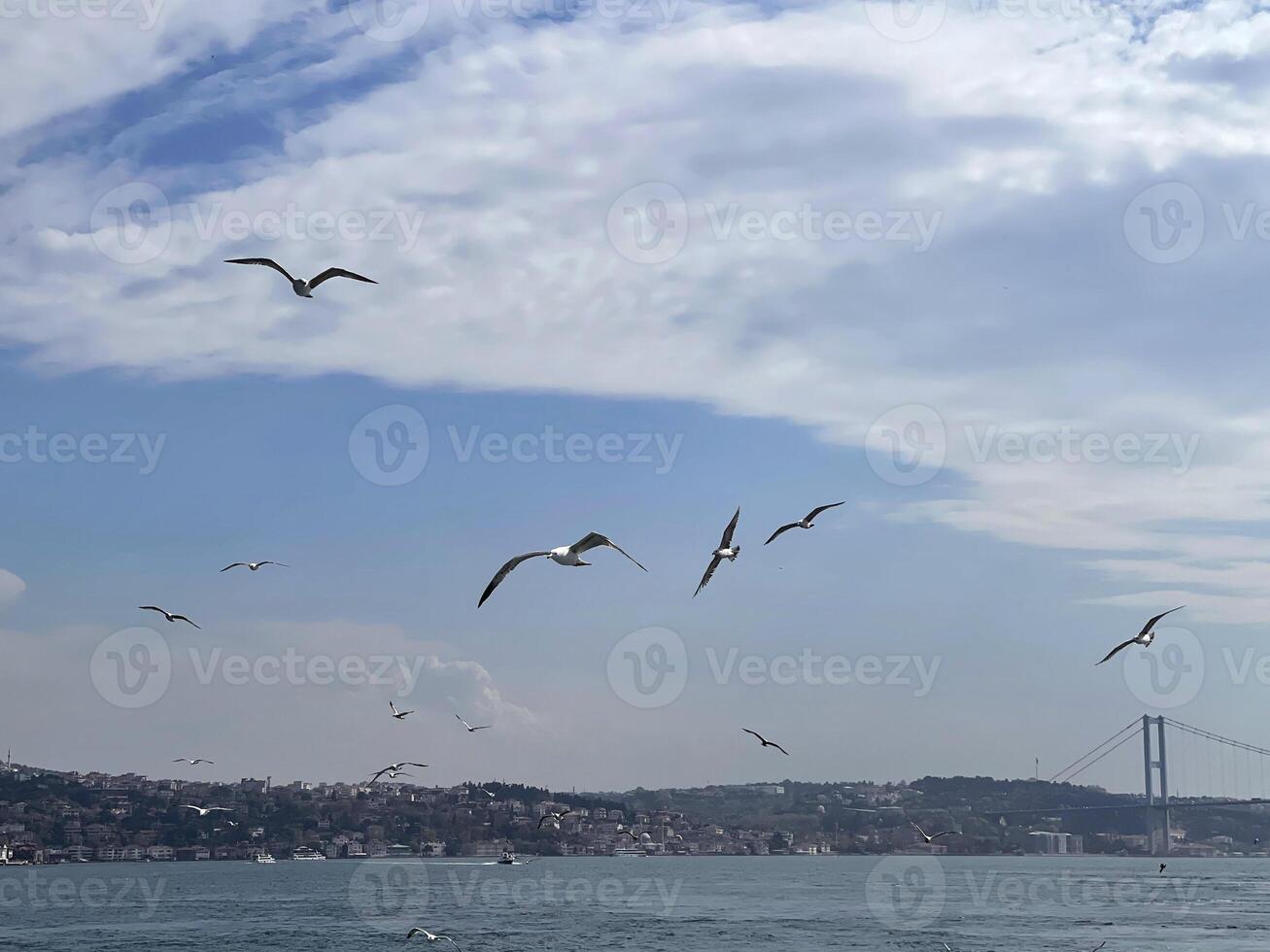 Seagull flying over the Bosphorus with Istanbul in the background, Turkey photo