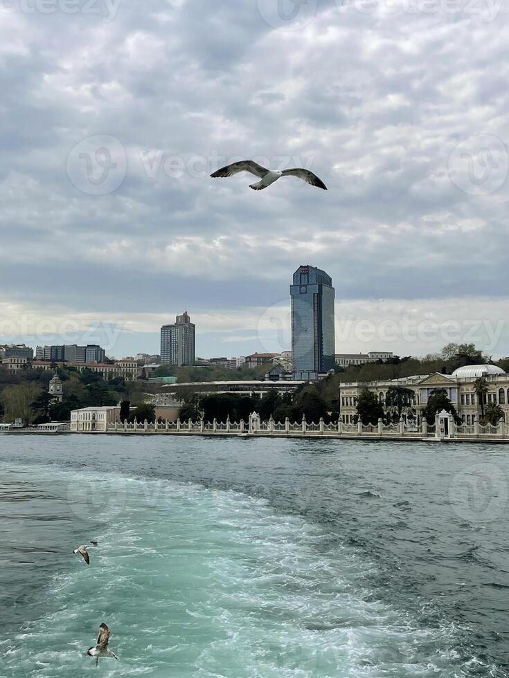 Seagull flying over the Bosphorus with Istanbul in the background, Turkey photo