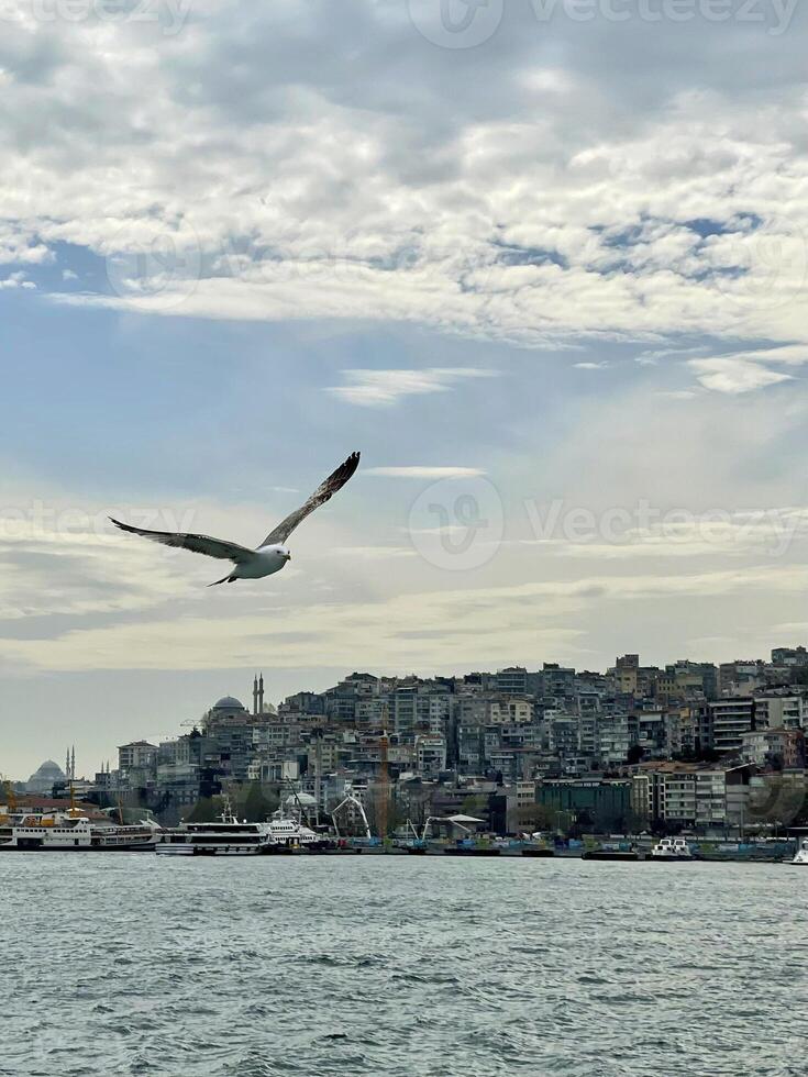 Gaviota volador terminado el bósforo con Estanbul en el fondo, Turquía foto