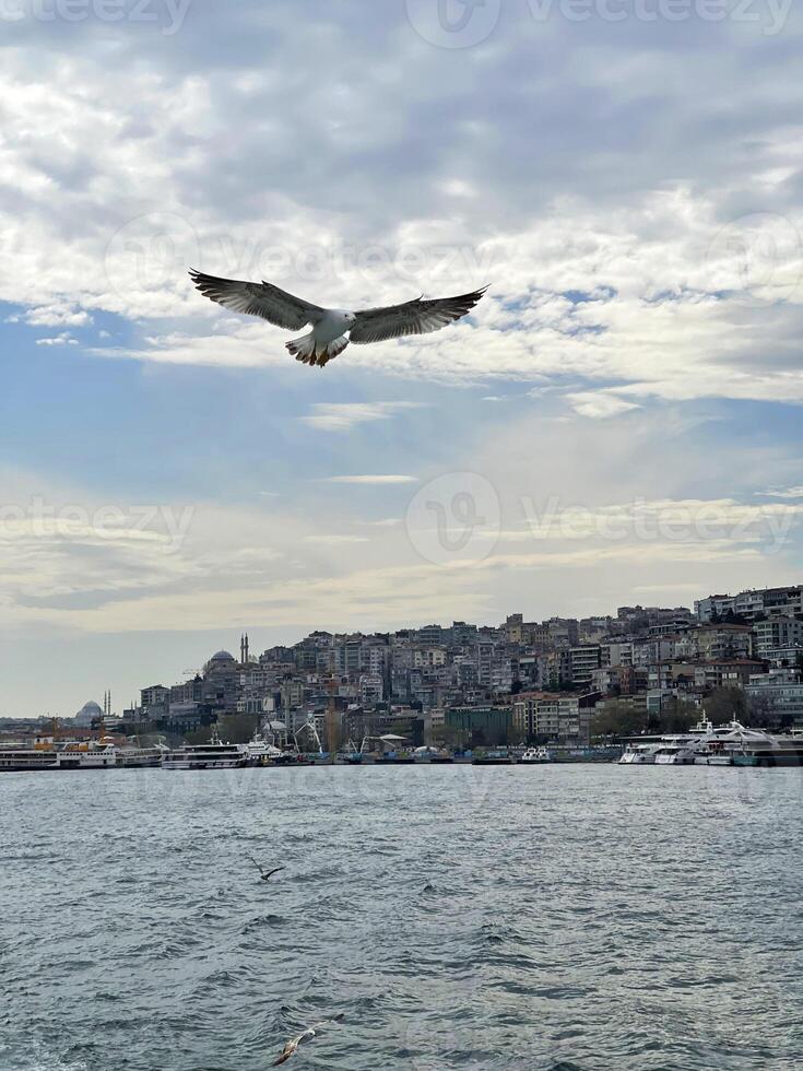 Gaviota volador terminado el bósforo con Estanbul en el fondo, Turquía foto