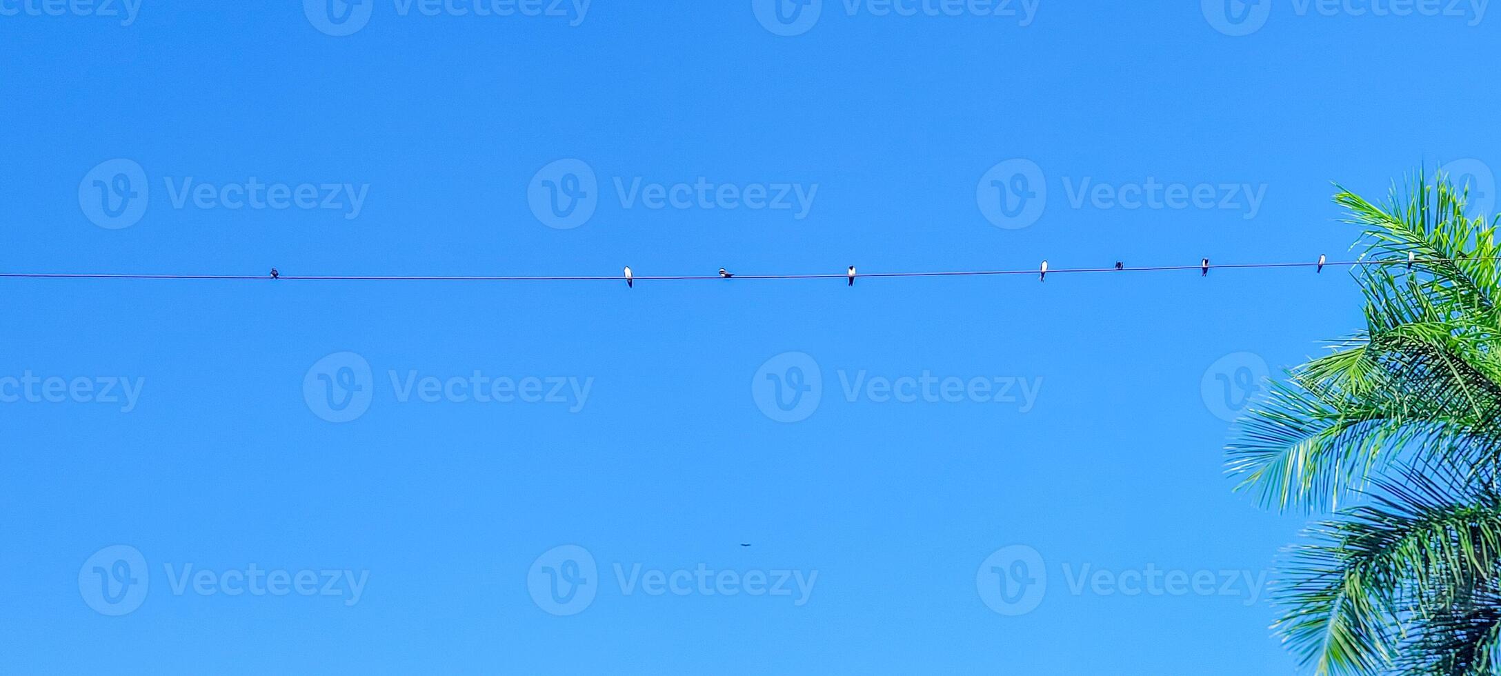 aves colgando desde eléctrico alambres en un soleado día y azul cielo foto