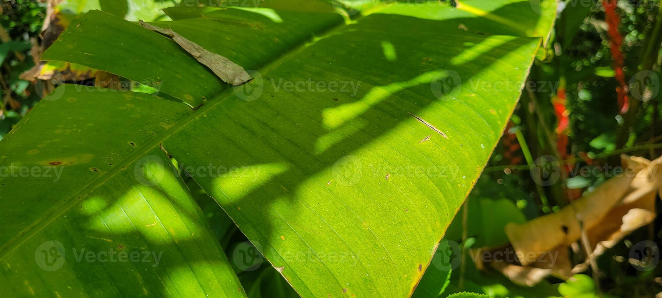 image of tropical banana leaf and other plants amid nature on the beach photo