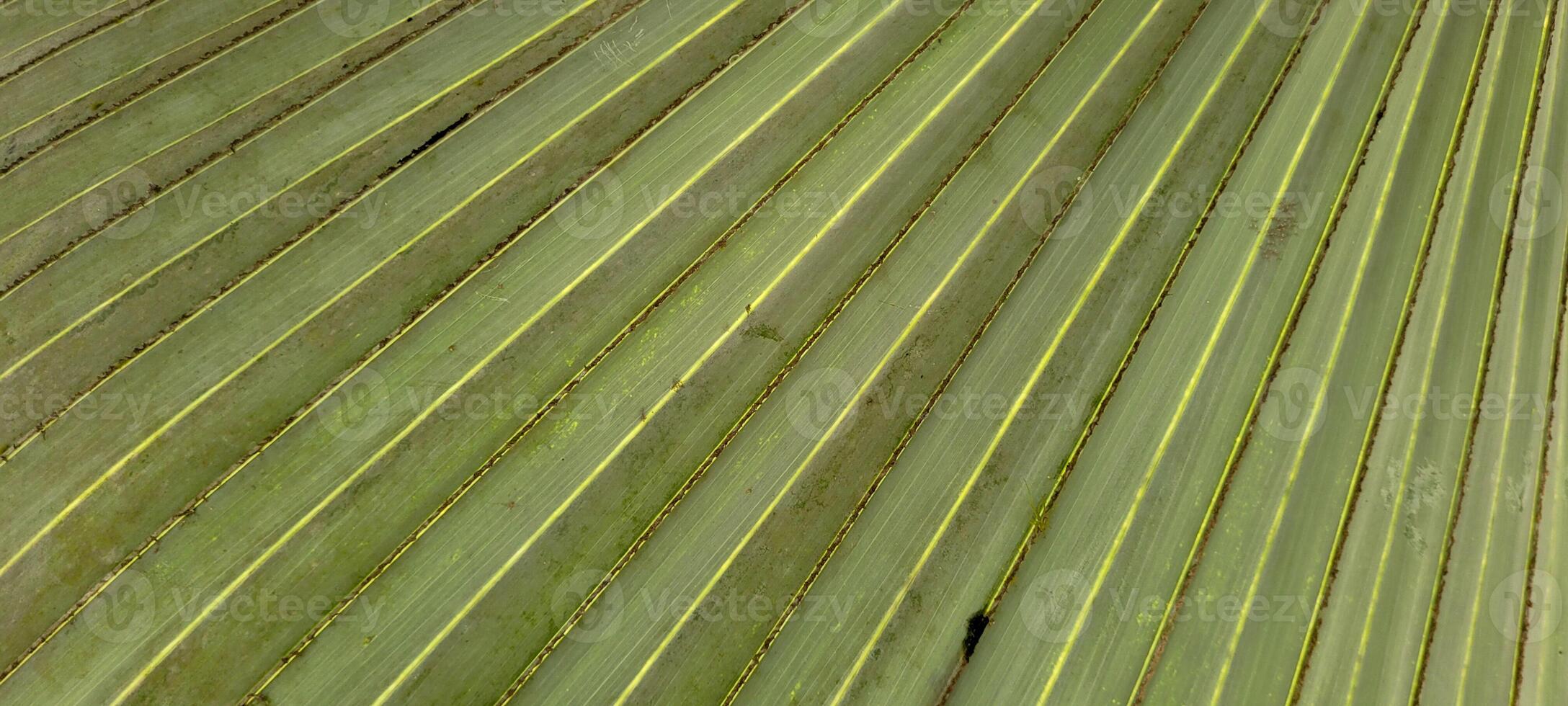 tropical palm trees on a sunny day on the beach on the coast of Brazil amid photo