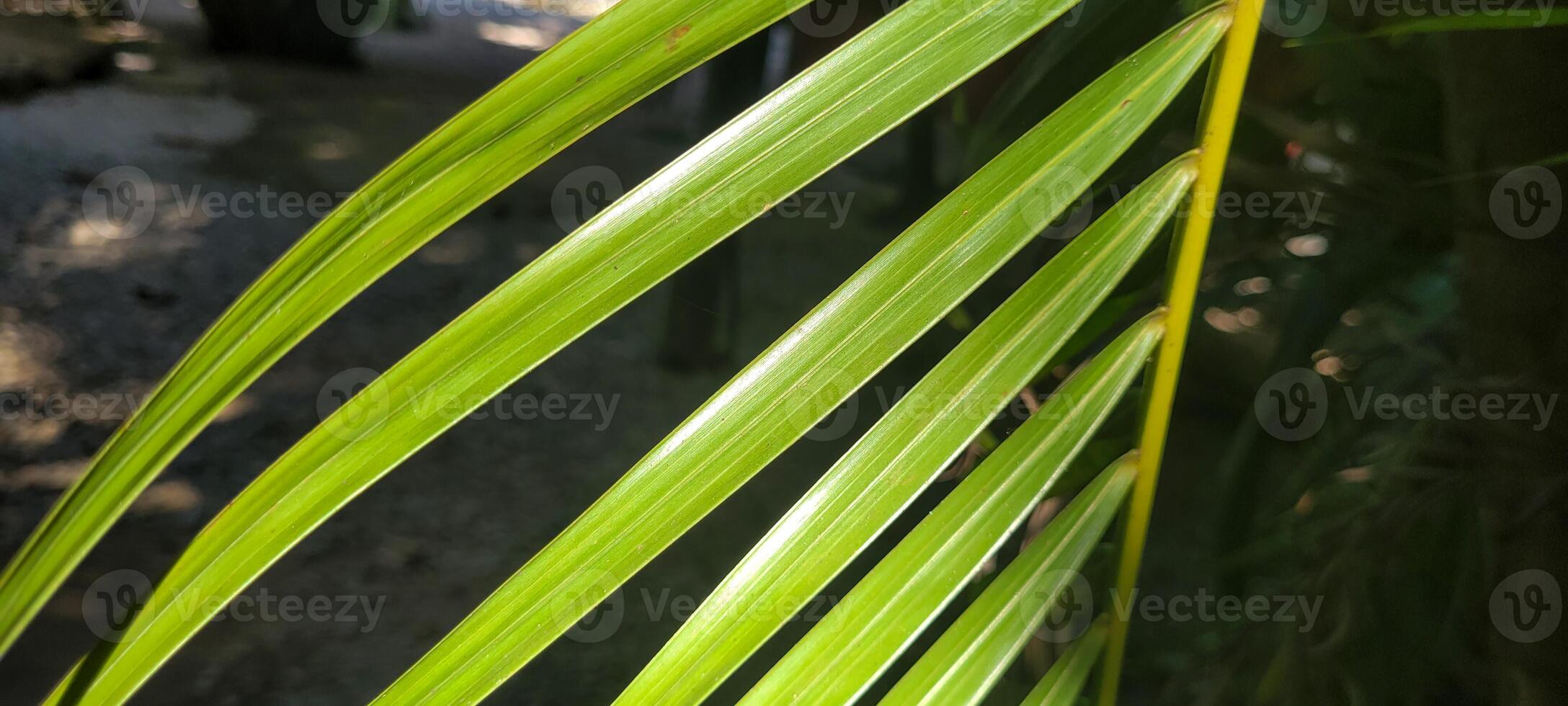 tropical palm trees on a sunny day on the beach on the coast of Brazil amid photo