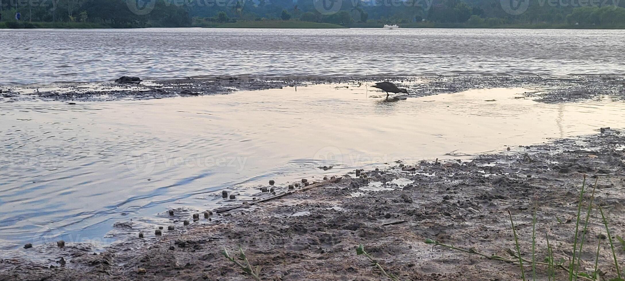 Serene evening in a park with a golden lake and ducklings swimming. Charming image photo