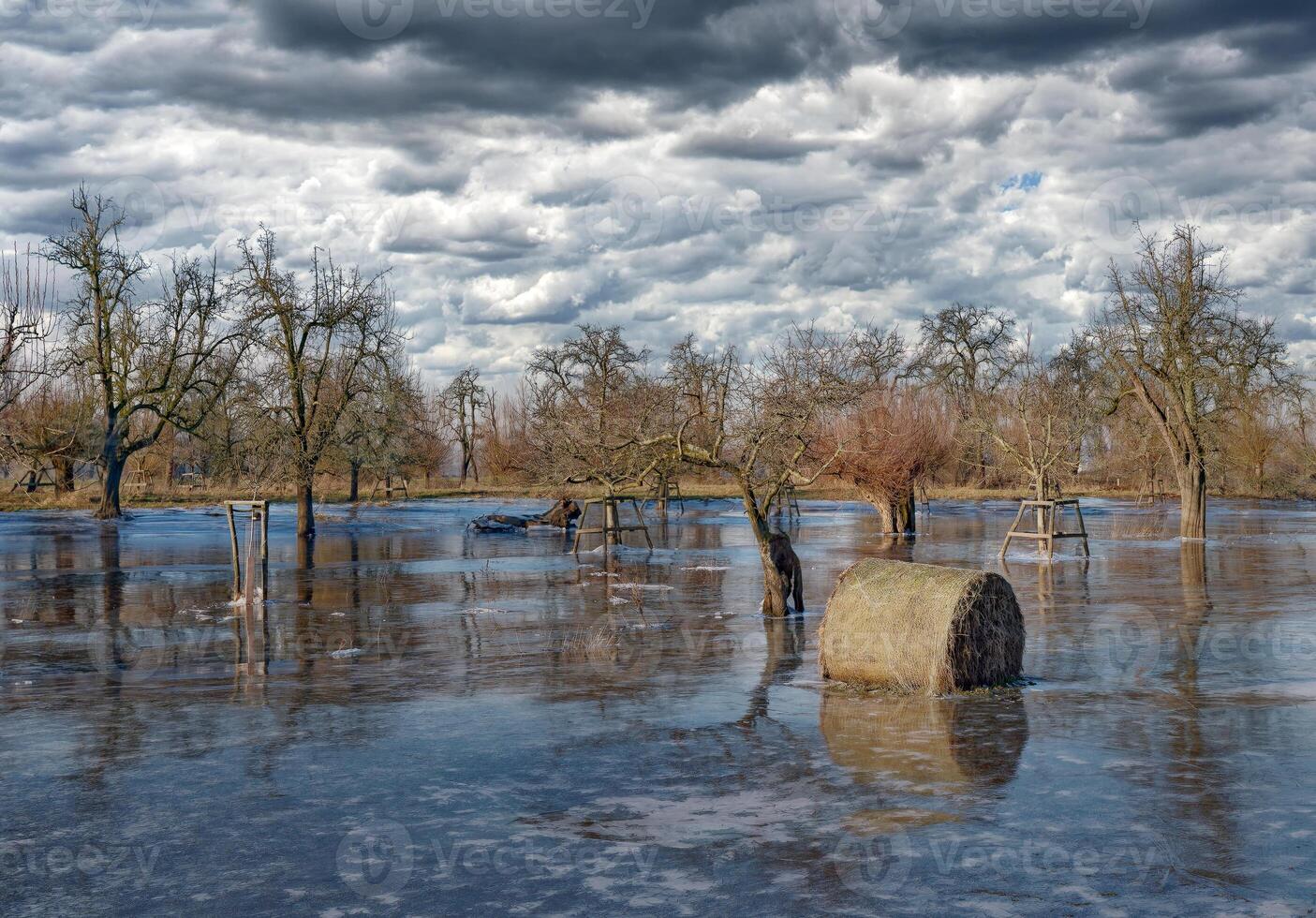icy Flood at Rhine River Floodplain,Urdenbacher Kaempe Nature Reserve,Duesseldorf,Germany photo