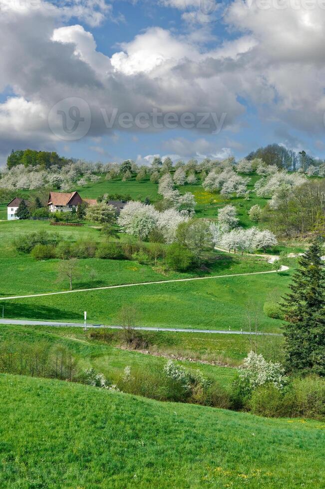 primavera con floreciente Fruta arboles en negro bosque,baden Wurtemberg, Alemania foto