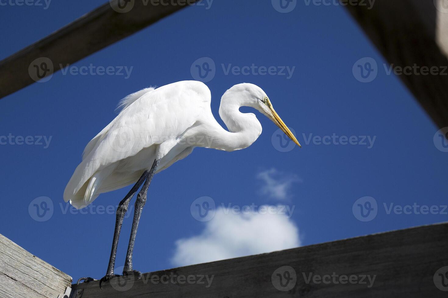 Great egret in the wild photo