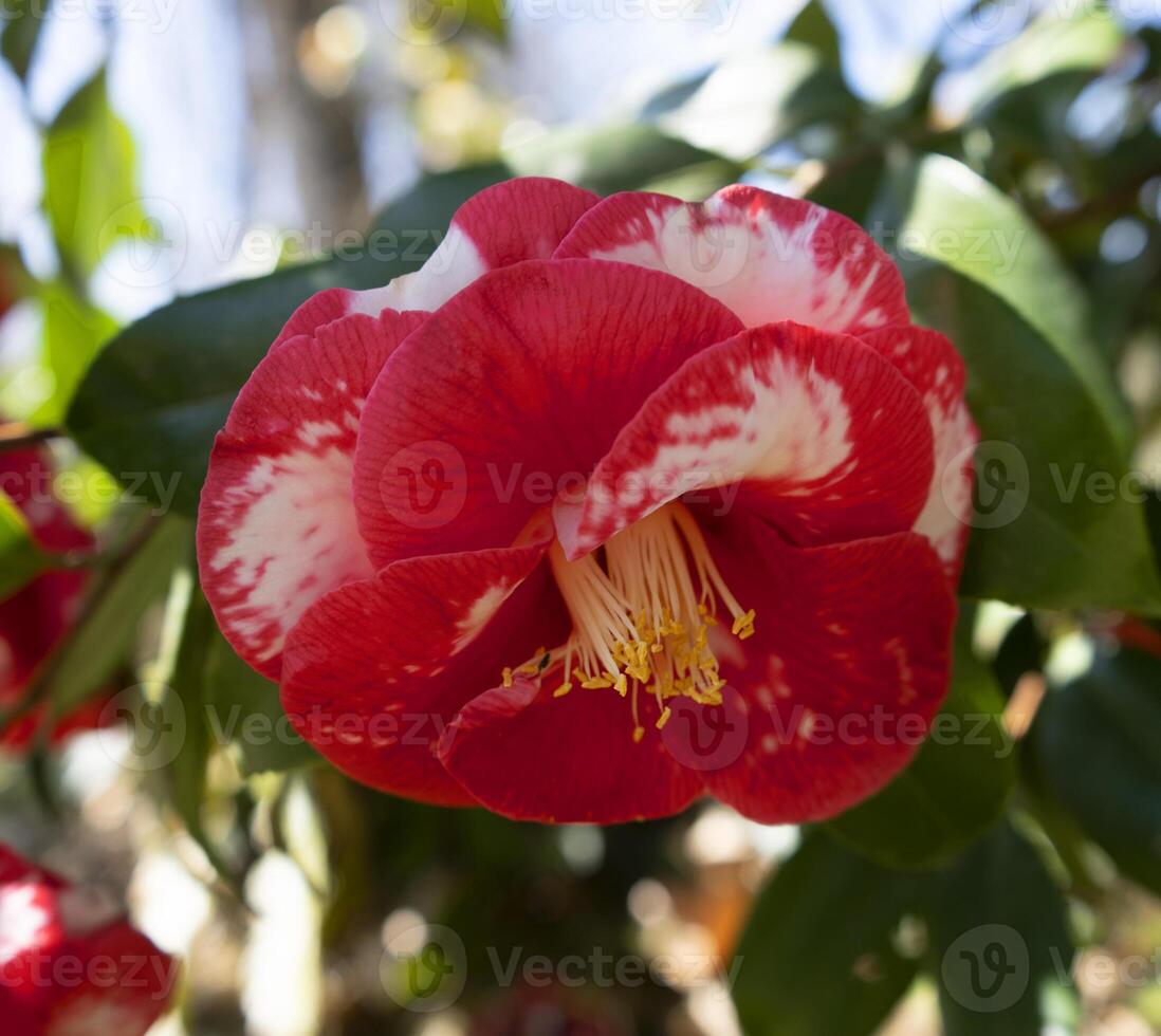 a red and white flower with a yellow center photo