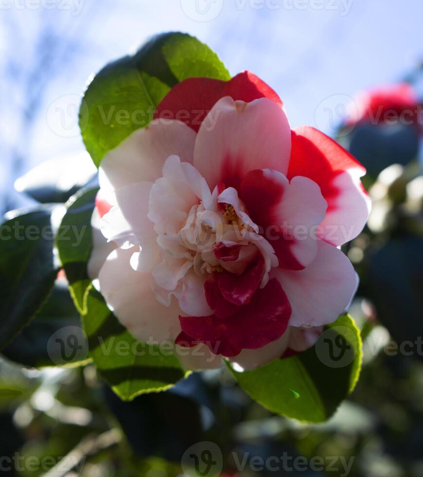 a red and white flower with green leaves photo