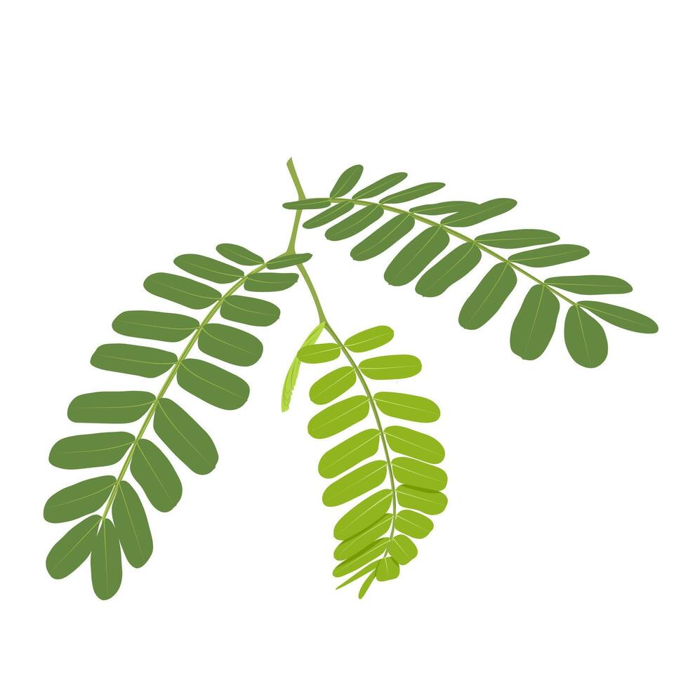 vector ilustración, Tamarindo hojas, científico nombre tamarindo indica, aislado en blanco antecedentes.