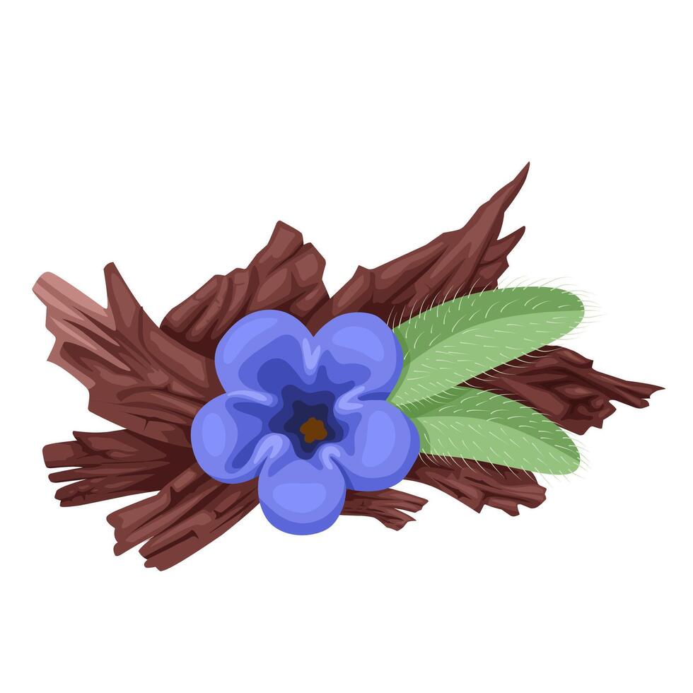 Vector illustration, Alkanet root, with flowers and leaves, better known as Ratan Jot, scientific name alkanna tinctoria, isolated on white background.