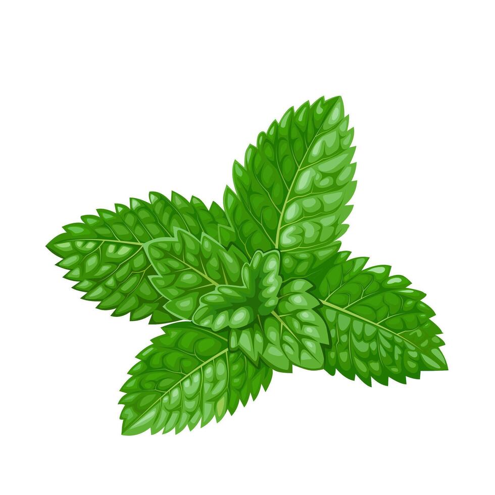 Vector illustration, fresh mint leaves, isolated white background.