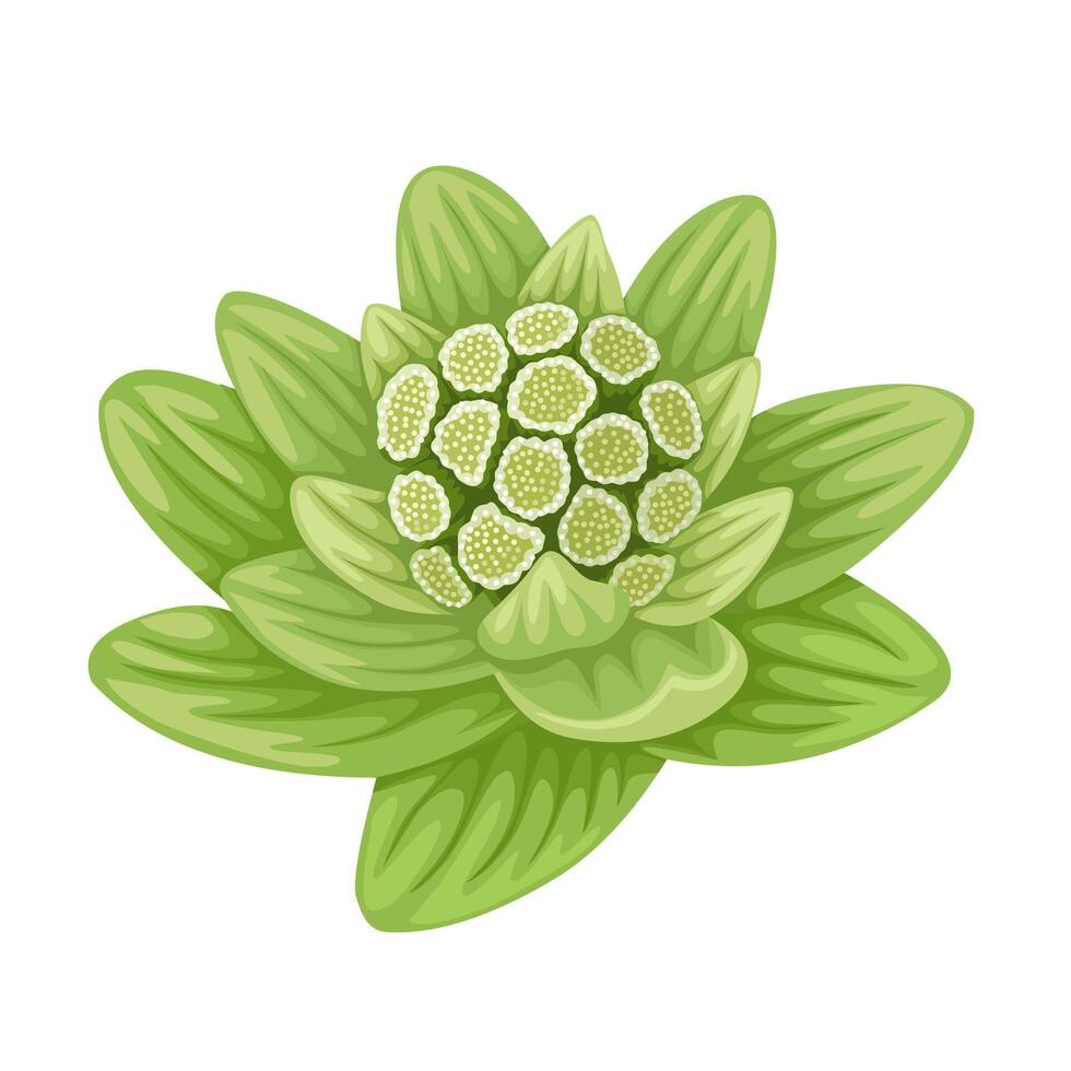 vector ilustración, petasitas japonés, además conocido como petasita, aislado en blanco antecedentes.