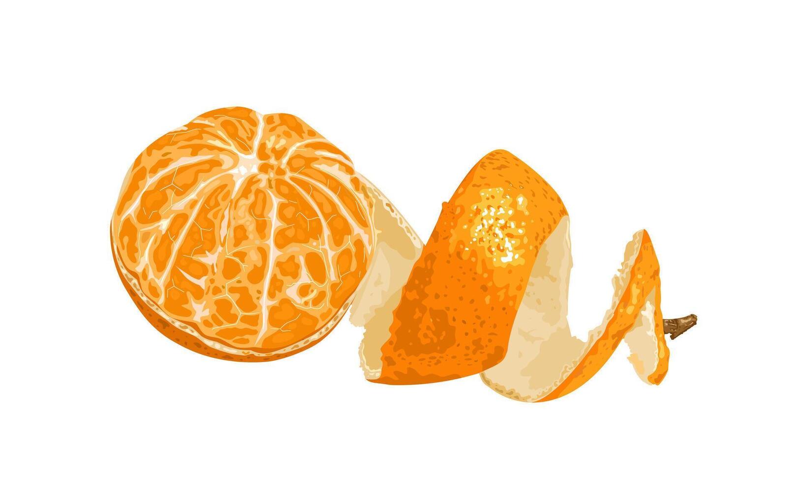 Vector illustration, peeled mandarin orange, isolated on white background.