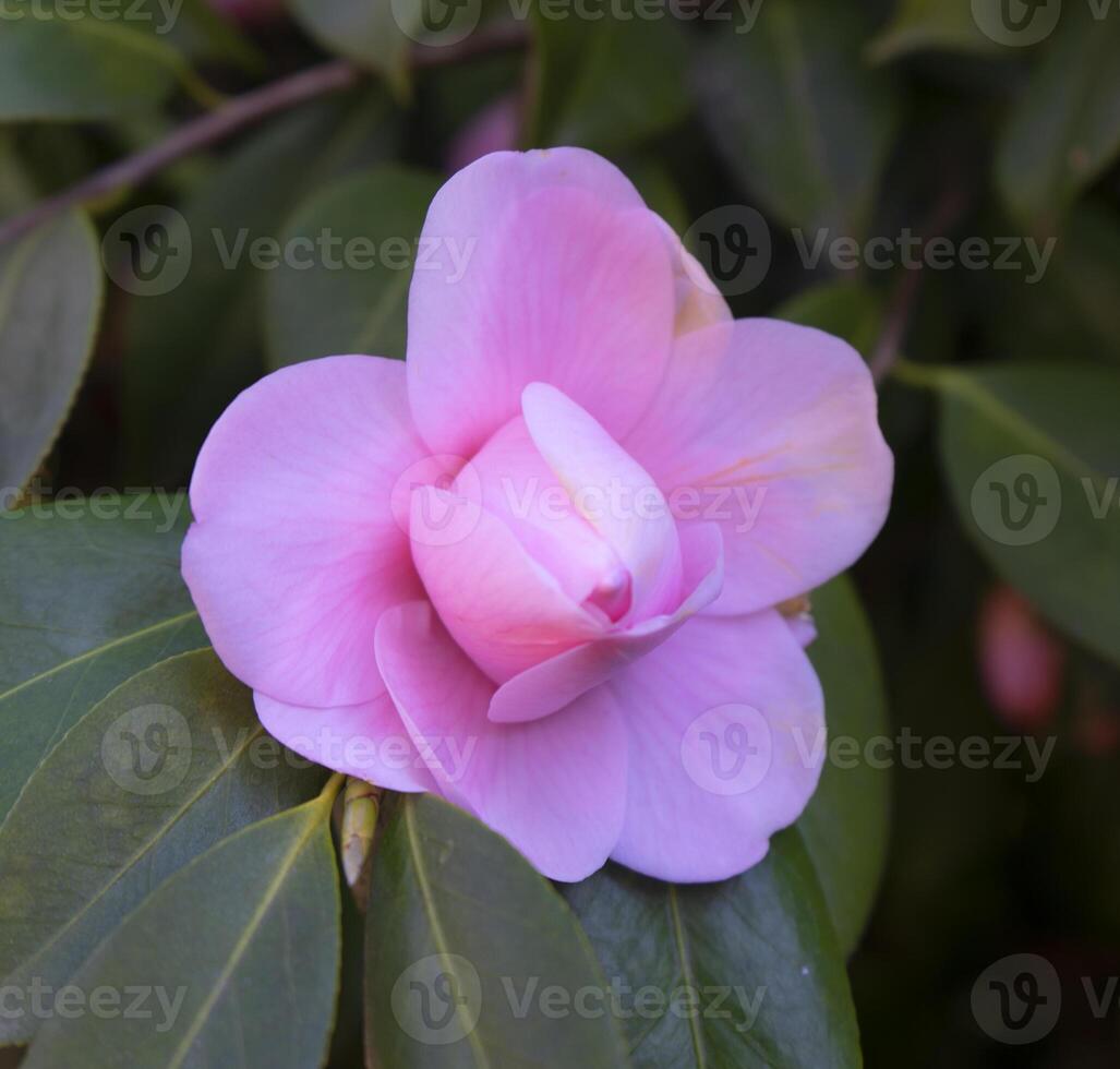 a pink flower is on a green leaf photo
