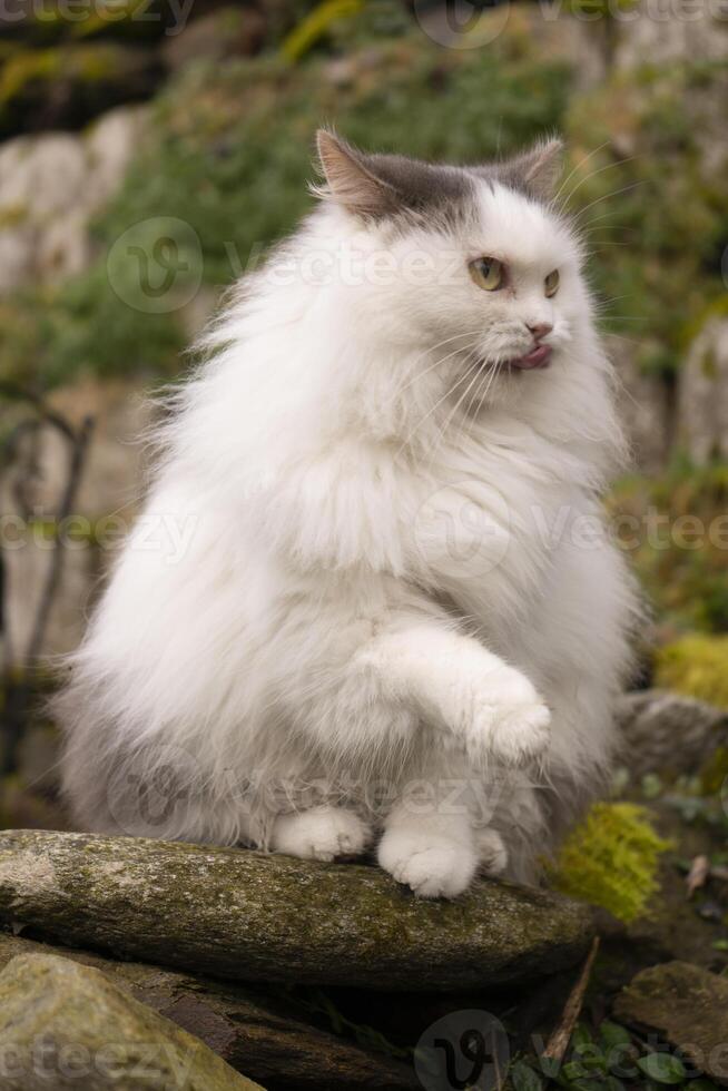 un mullido blanco gato sentado en un rock foto