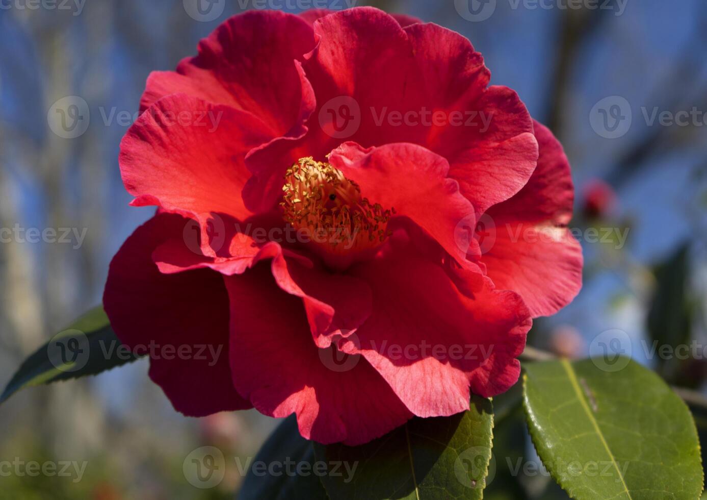 a red flower with green leaves photo