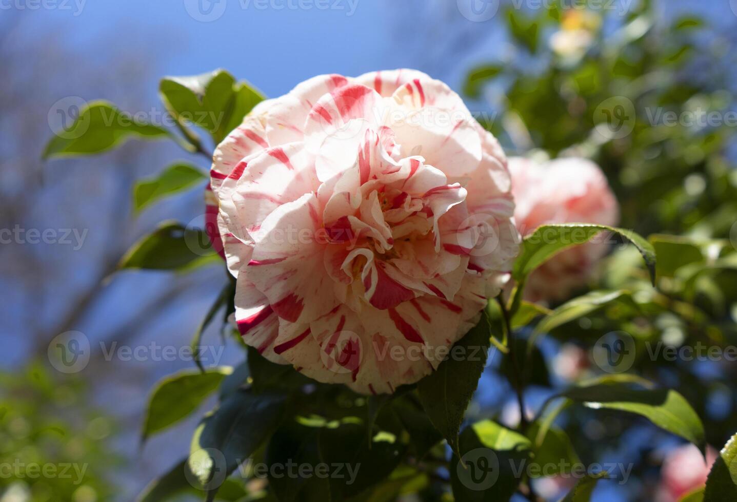 a pink and white flower with leaves on it photo