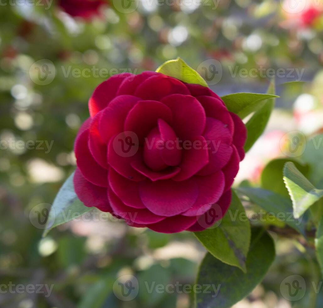 a red rose on a tree with green leaves photo