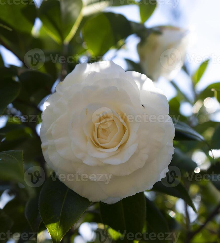 a white flower with green leaves photo