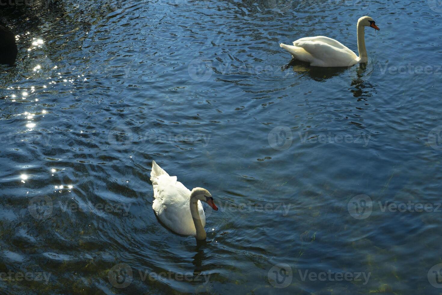 two swans swimming in a lake photo
