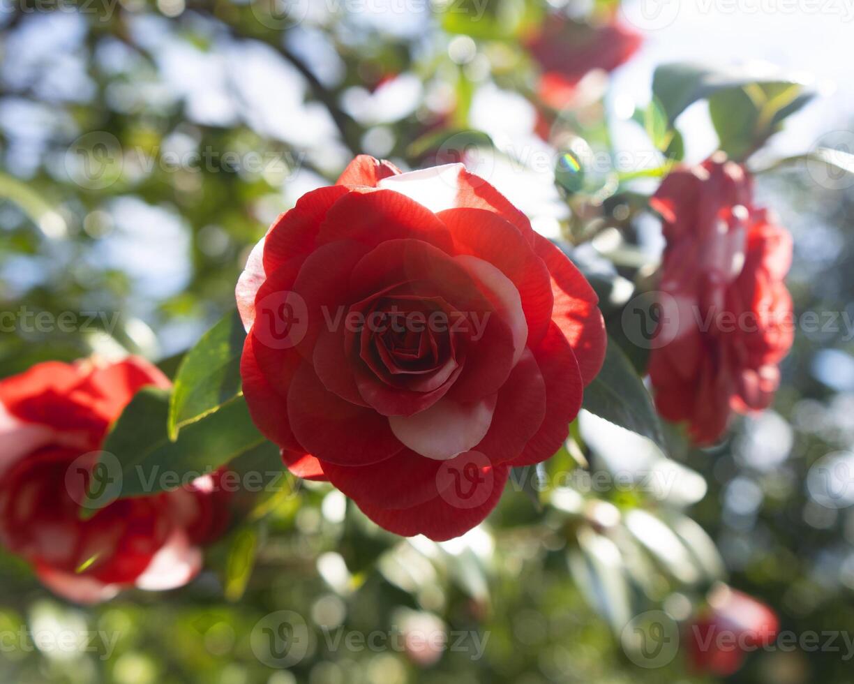 a red rose is blooming in the sun photo