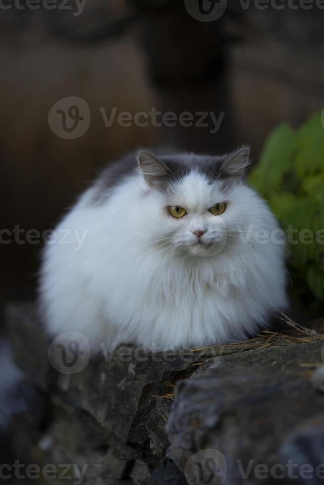 un mullido blanco gato sentado en un rock foto