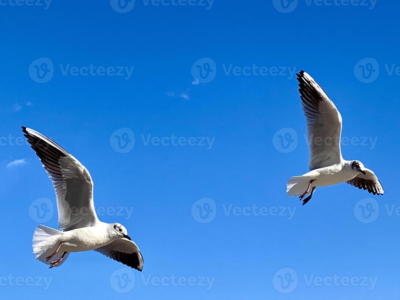 two seagulls flying in the sky photo