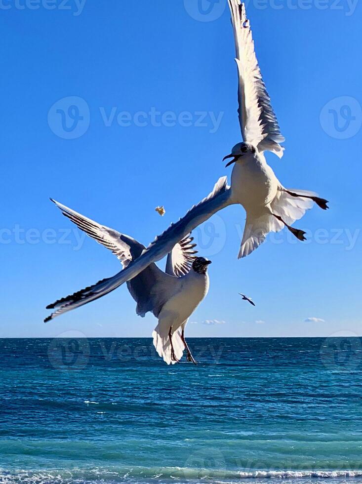 two birds flying over the ocean photo