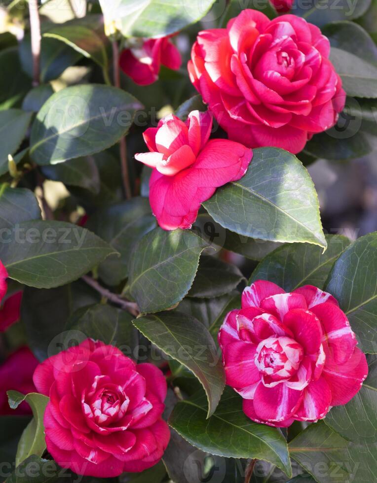 a bush with red flowers and green leaves photo