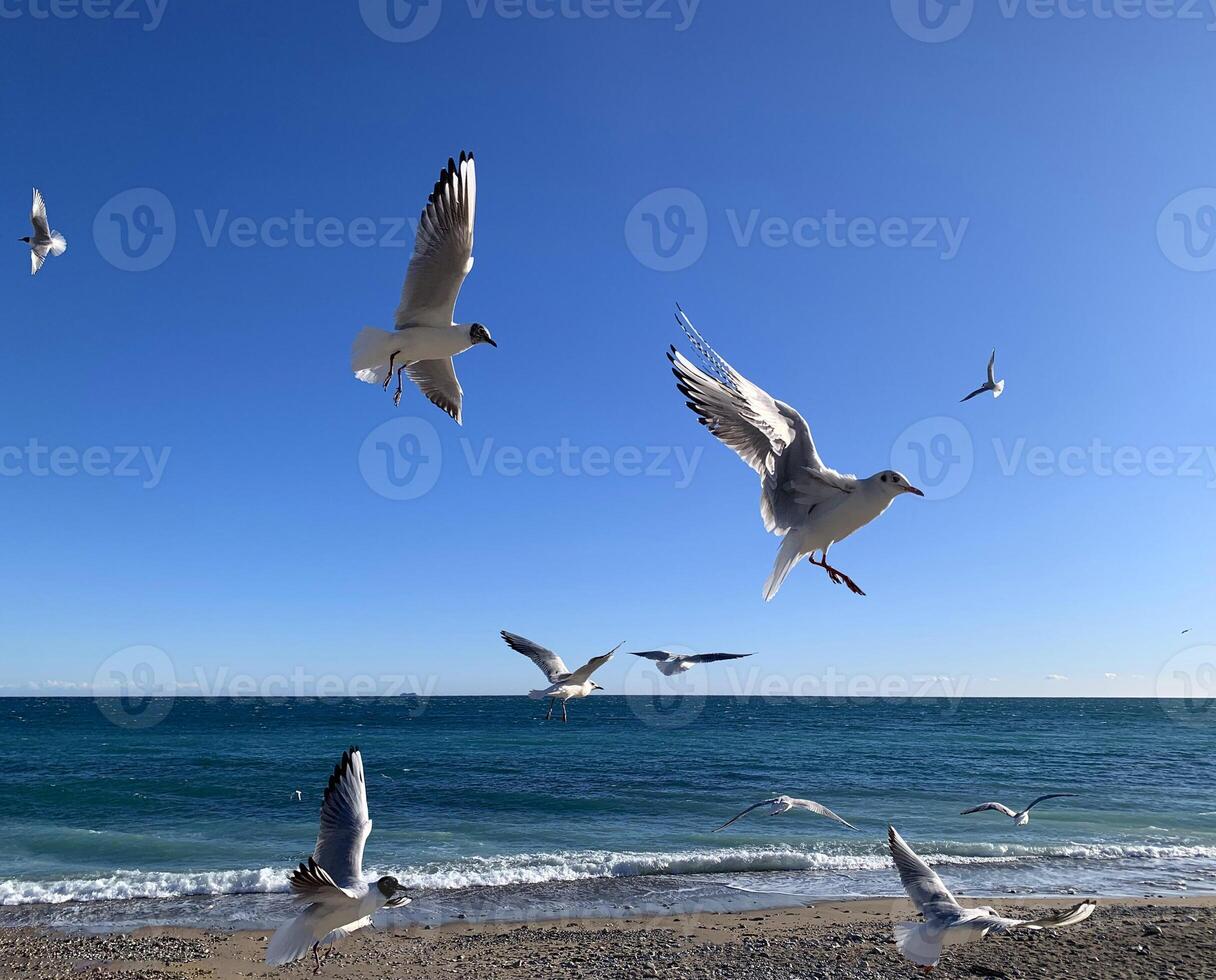 a group of birds flying over a beach photo
