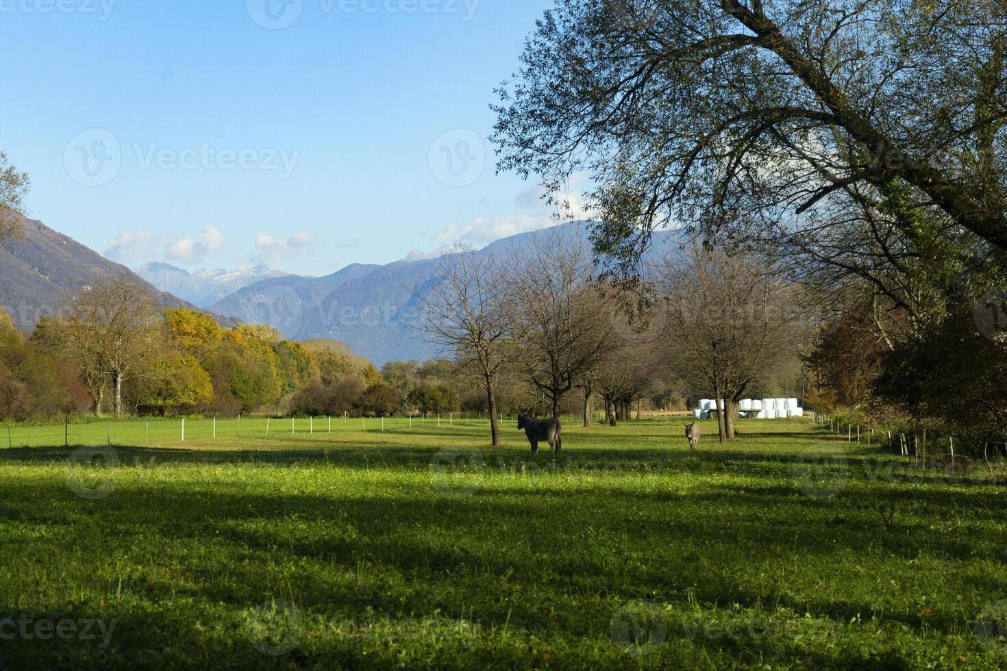 a field with a horse in it photo