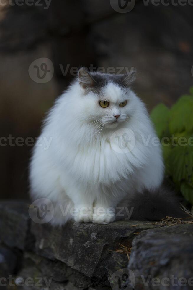 un mullido blanco gato sentado en un rock foto