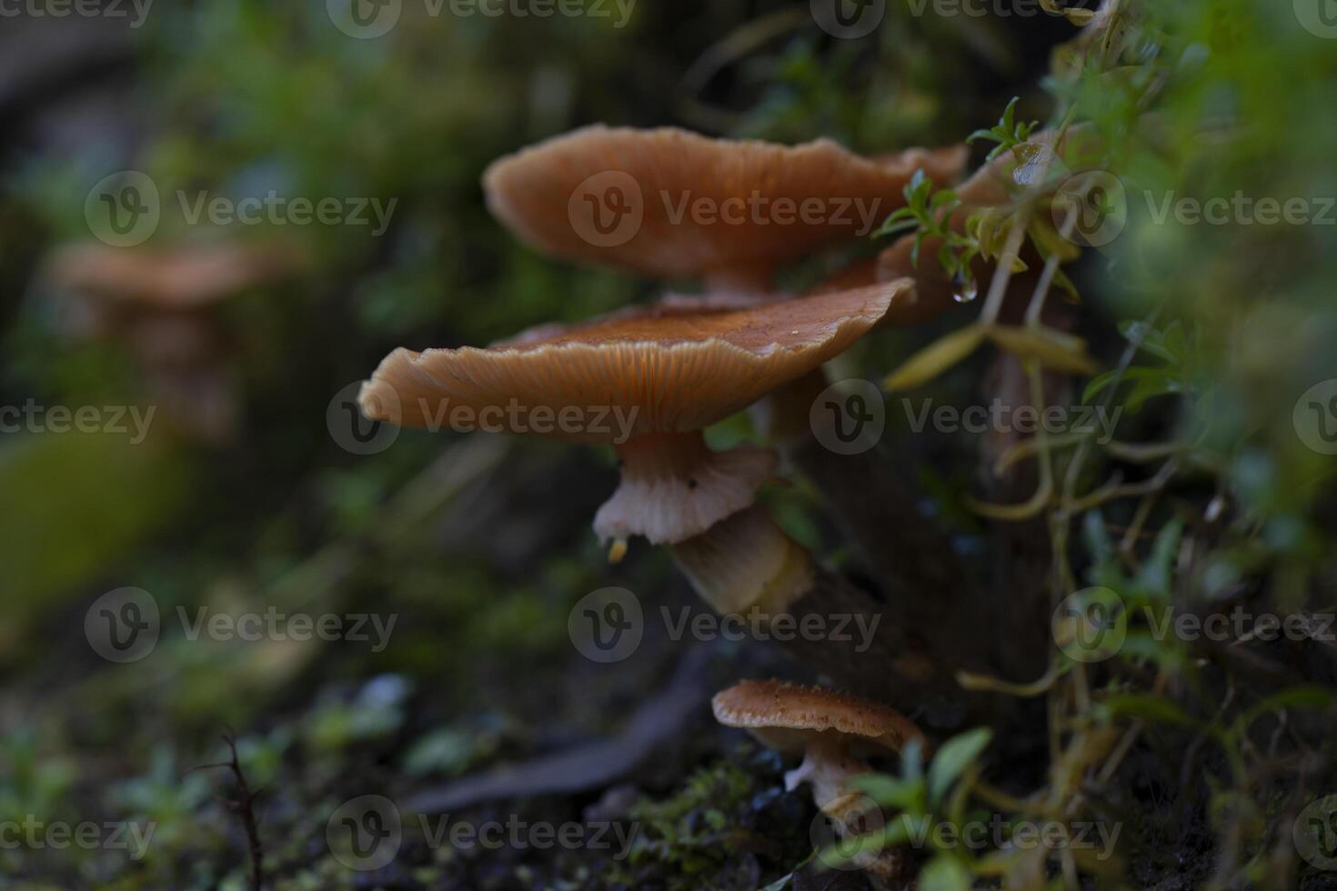 a group of mushrooms growing on a moss covered ground photo
