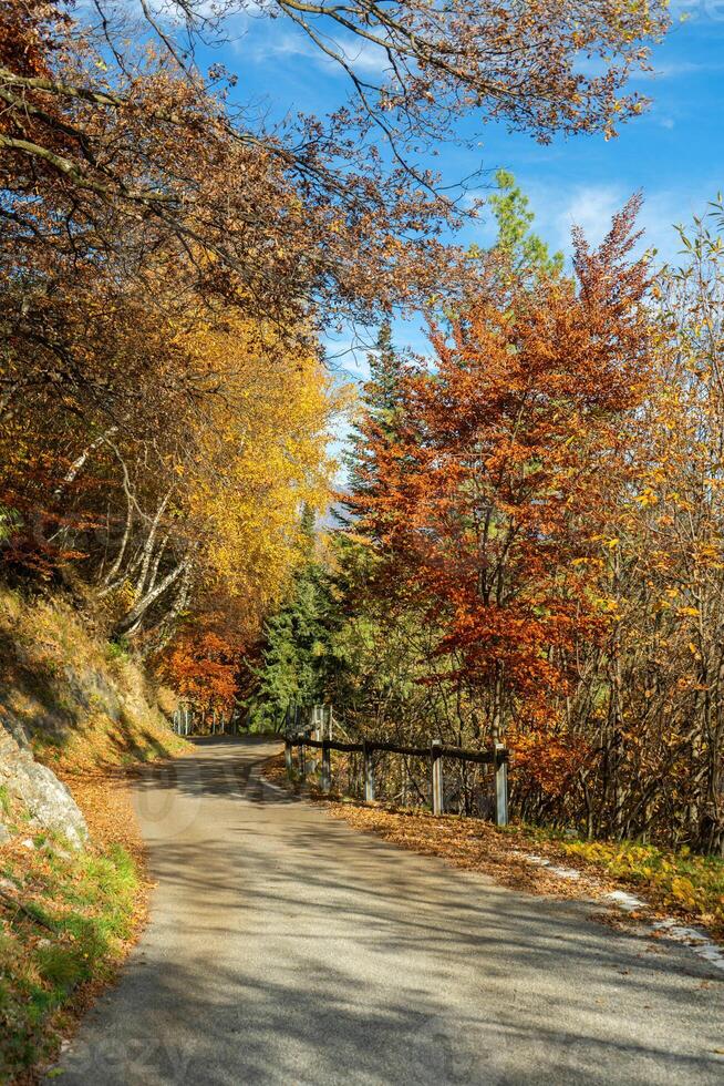 otoño en el bosque foto