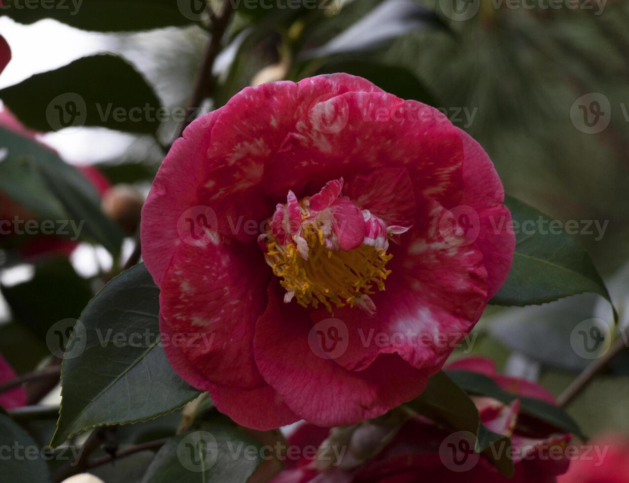 a pink flower with green leaves photo