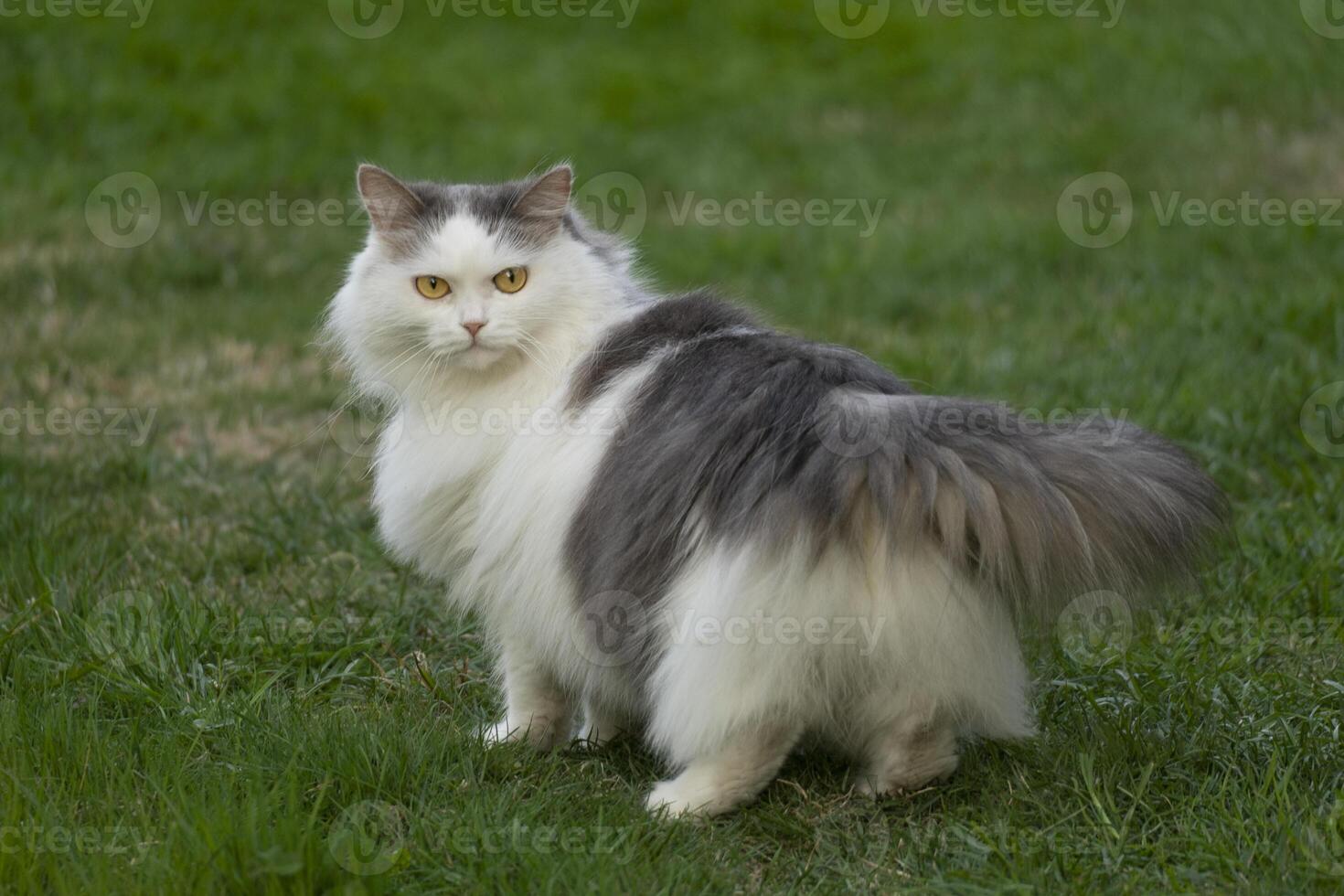 a cat is standing in the grass photo