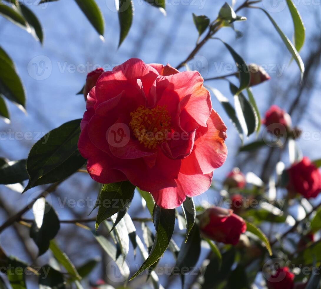 a red flower with yellow centers photo